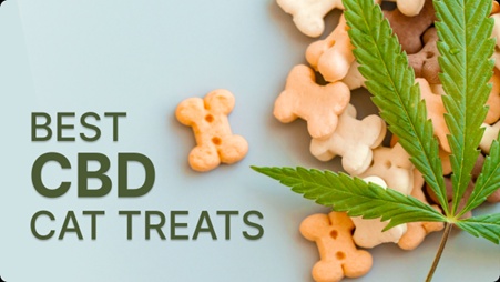 CBD Treats for Cats: Benefits, Dosage, and How to Find the Best Ones: