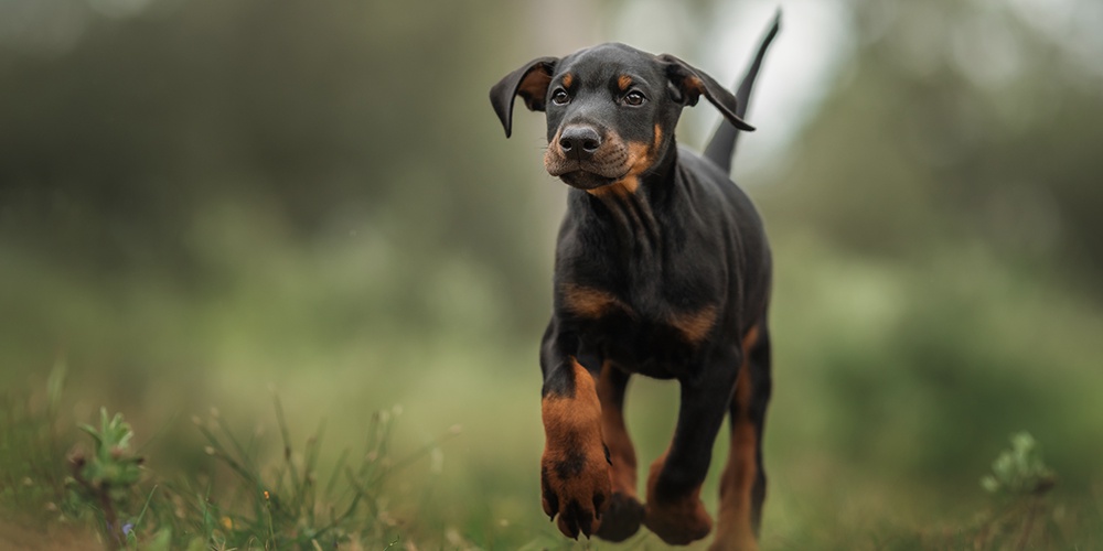Decoding the Language of European Doberman Puppies: Understanding Puppy Communication Signals