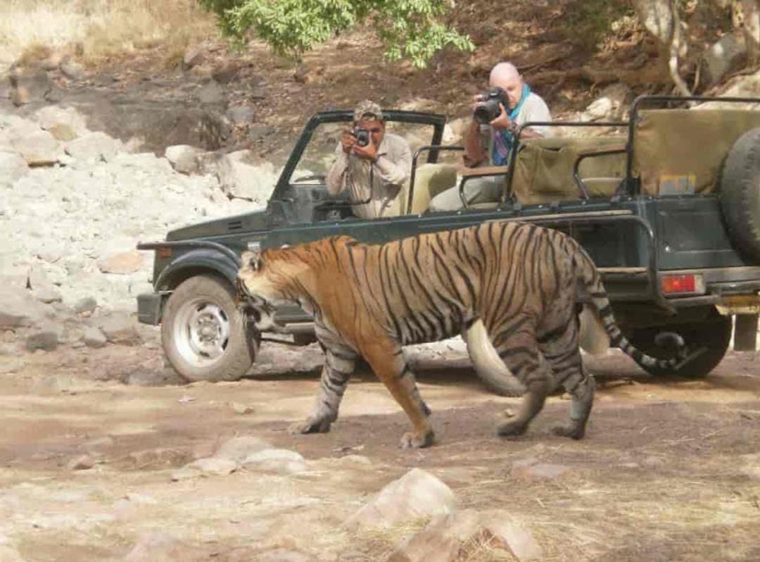 Exploring Sariska Tiger Reserve from Tehla Gate - A Journey into the Heart of the Wild