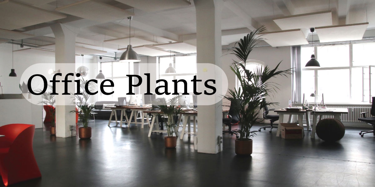 Enhance Your Workspace with the Perfect Office Plant