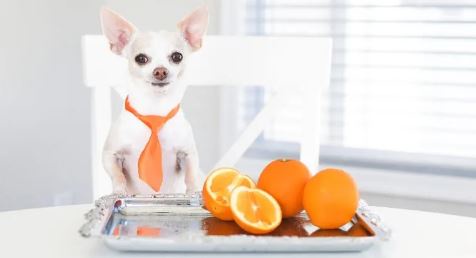 Can Dogs Eat Oranges? Exploring the Relationship Between Dogs and Citrus Fruits