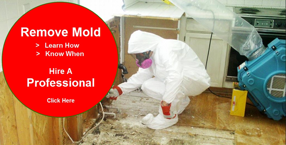 Revitalize Your Space: Professional Mold Removal Service