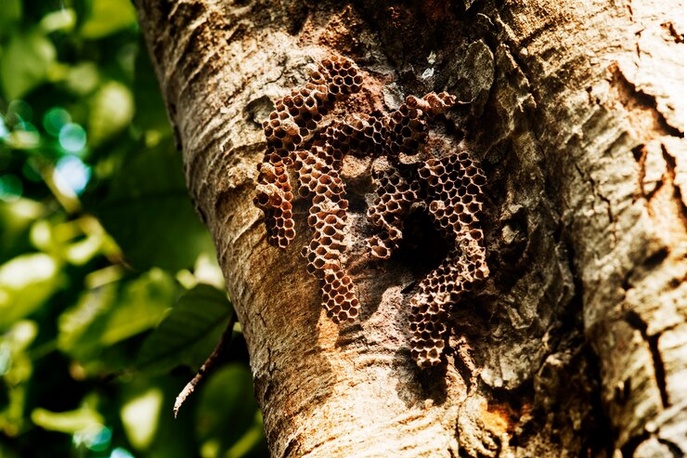 Protecting Your Family: Wasp Nest Removal Tips for Redditch Residents