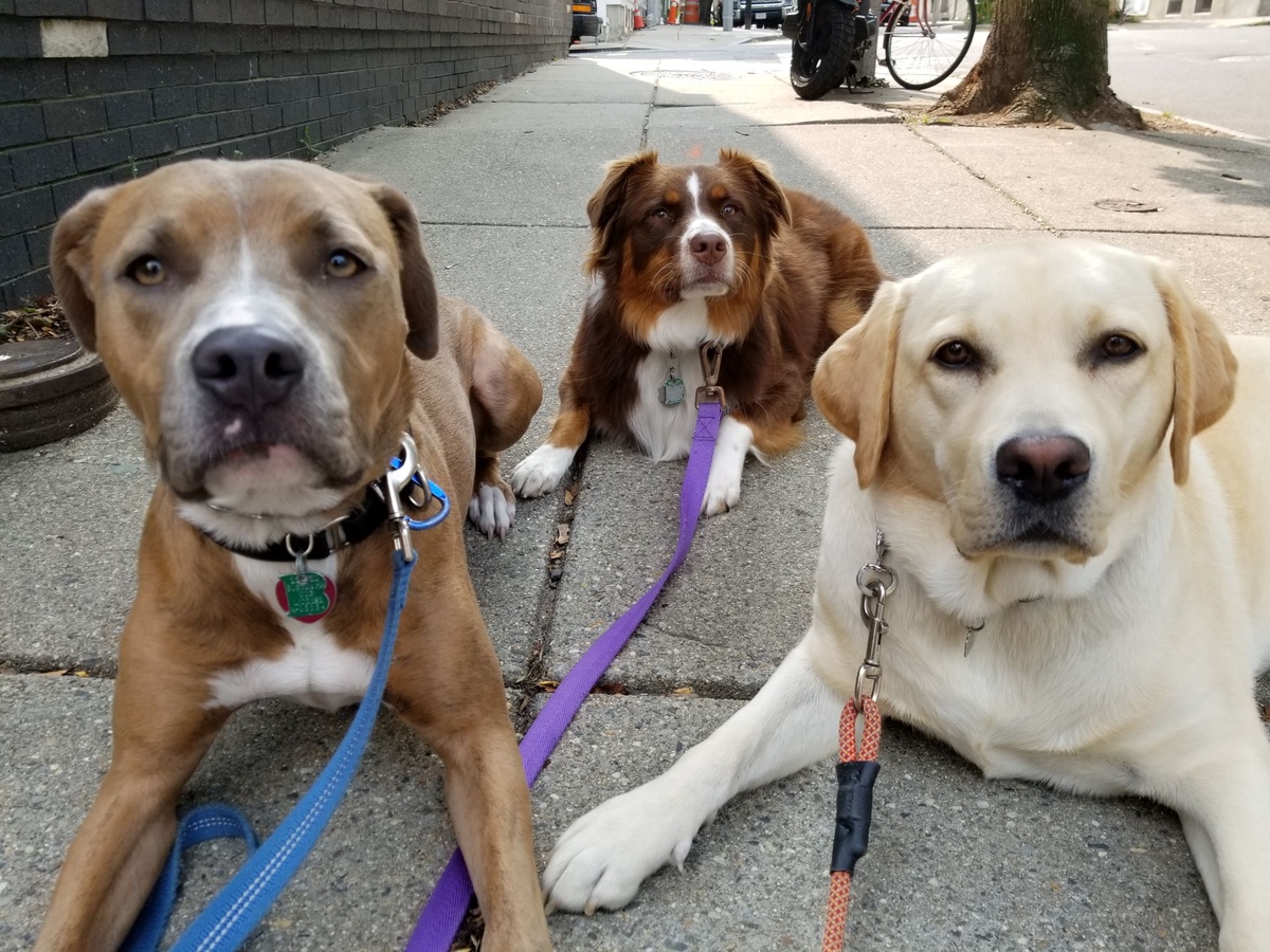 Know The Reasons To Say a 'YES' For Hiring of Dog Walkers in Charlestown