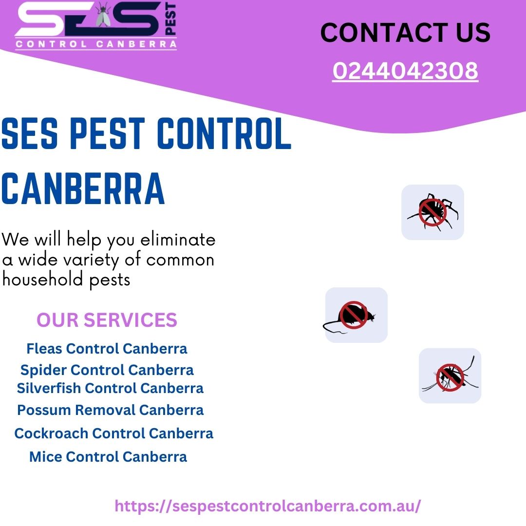 Keeping Canberra Homes Safe: A Guide to Spider Control Services