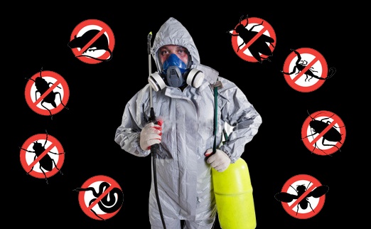Pest Control Somerville | The Importance of Same-Day Pest Control Services