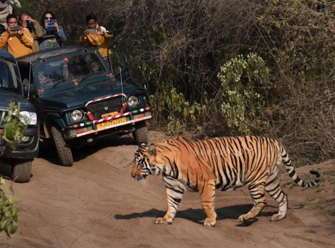 A Prominent Example of Tiger Conservation: Visit Sariska Tiger Reserve Once