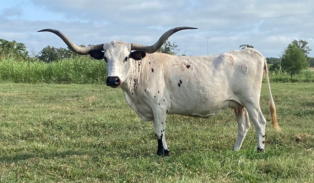 A Deep Dive into the Characteristics of Texas Longhorn Cows for Sale