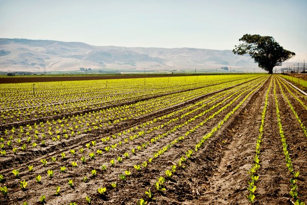 Harvesting Opportunities: Investing in Agriculture Farmlands in Turkey