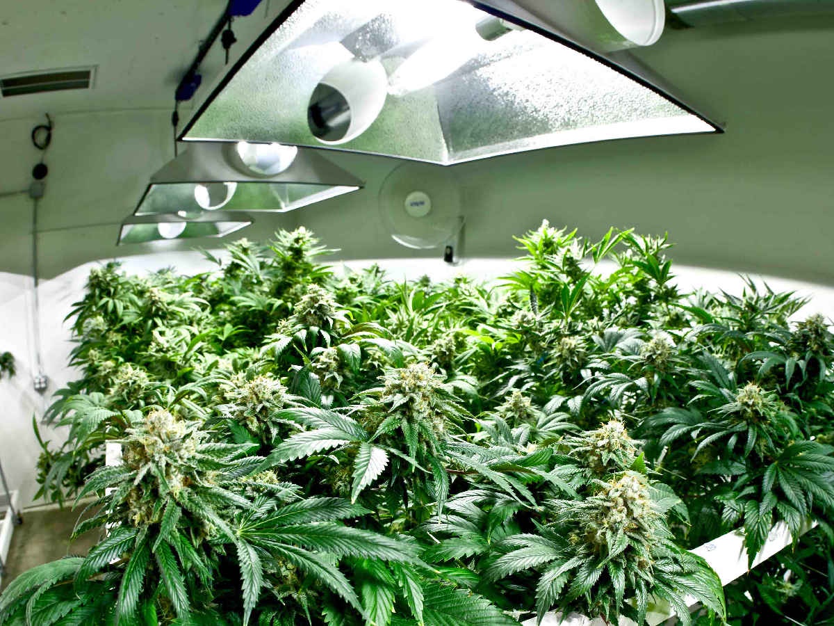 Top 6 Must-Have Accessories for Your Hydroponic Grow Tent
