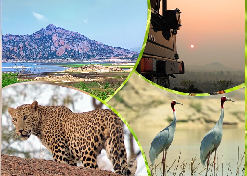Discovering the Magic of Jawai: A Journey through Rajasthan's Wildlife Sanctuaries
