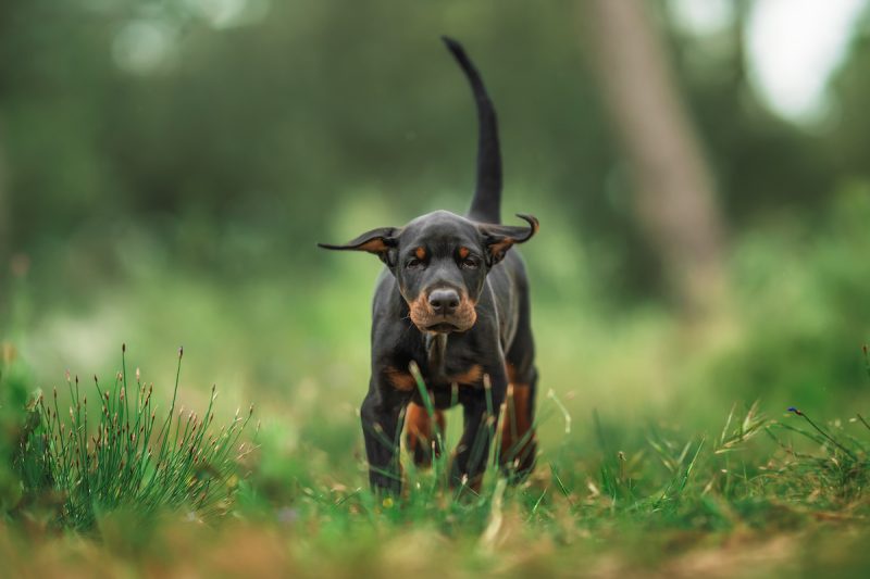 Keeping Your European Doberman Puppy Calm During Vet Exams: Strategies for Success
