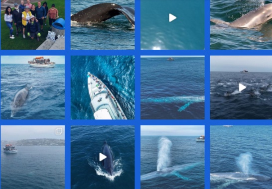 Exploring the Majesty of the Seas: Whale Watching Boat Tours in San Diego!