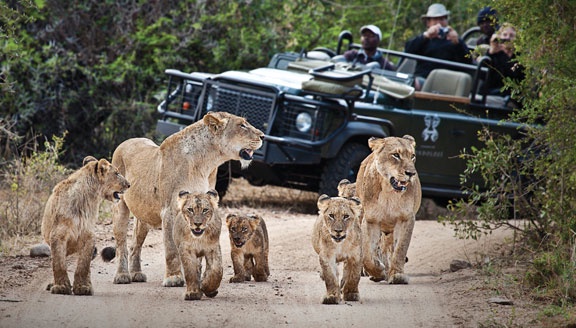 Venturing into the Wild: Key Tips for African Wildlife Safari Travel