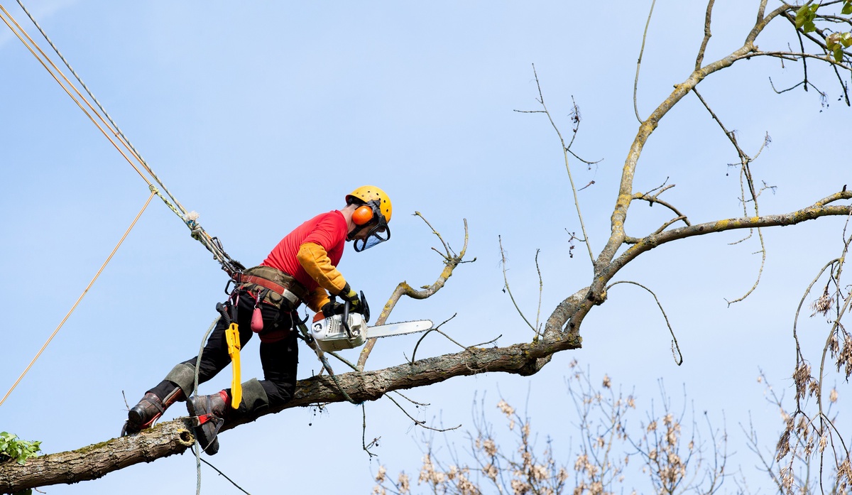 Protecting Your Property: The Benefits of Tree Cutting Services
