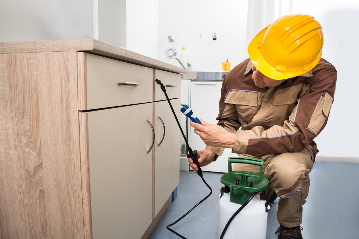 What to Expect During Your First Pest Inspection Appointment?