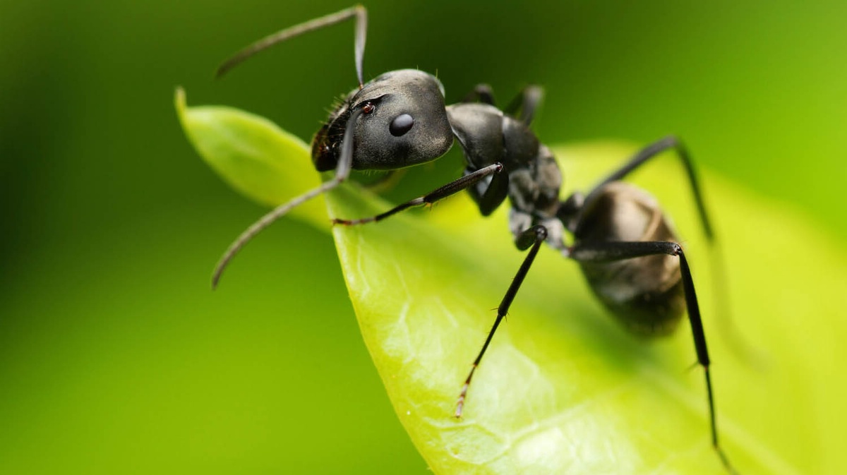 Ants Exterminator in Wilton Experts Solving Your Pest Problems