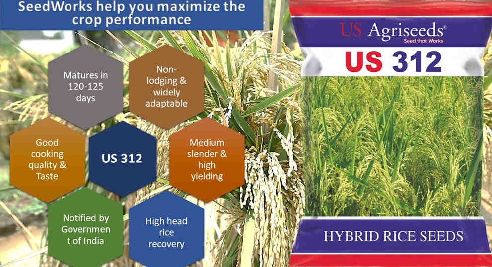 Securing India's Food Future: The Vital Role of Hybrid Rice Seed Manufacturers