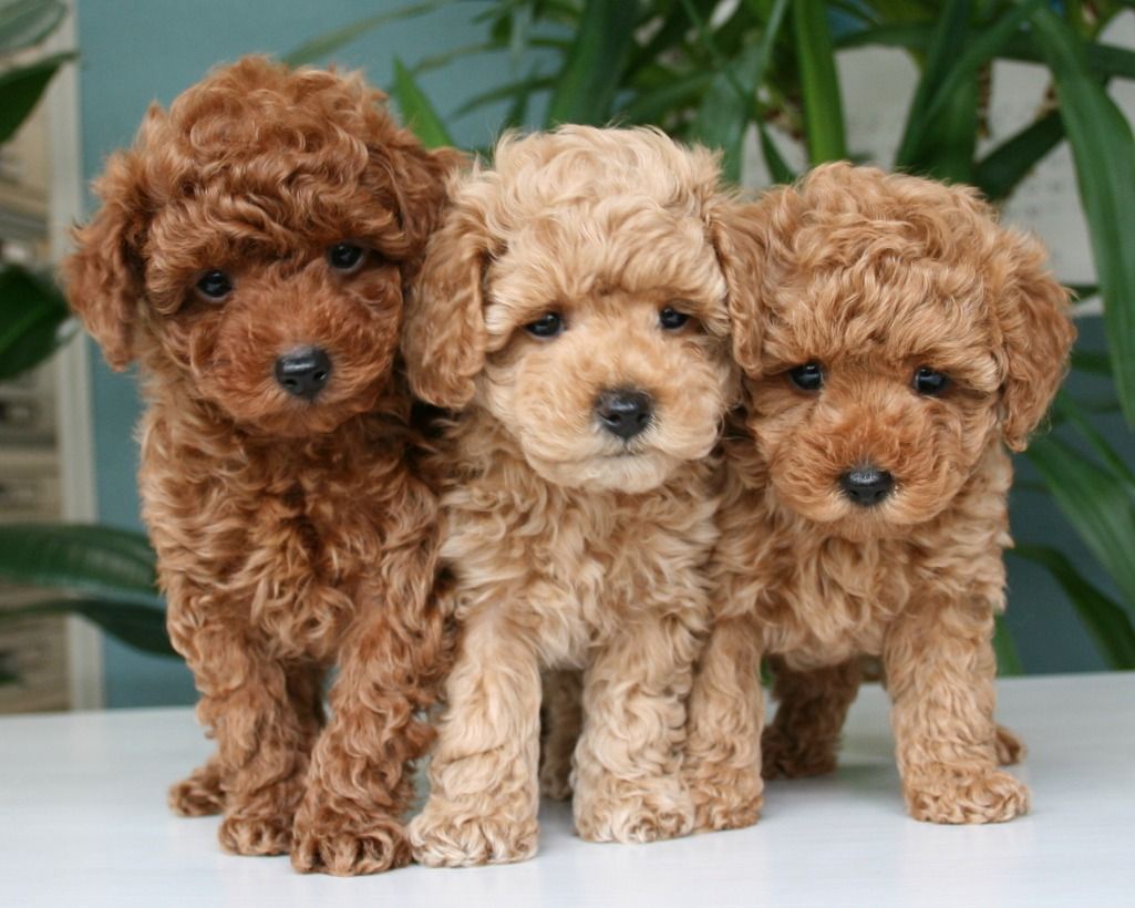 What to Look for When Buying a Goldendoodle in Missouri?