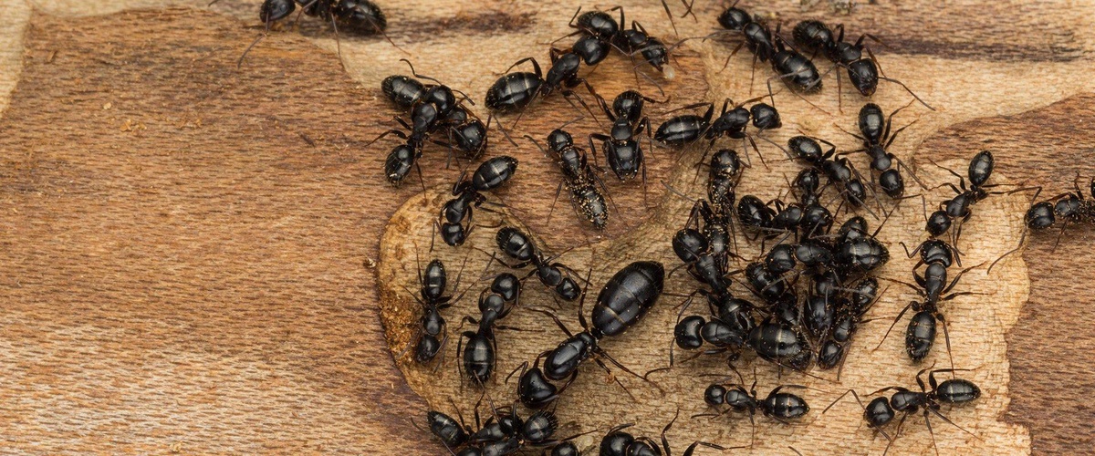 Defend Your Property Ants Exterminator in Wilton at Your Service