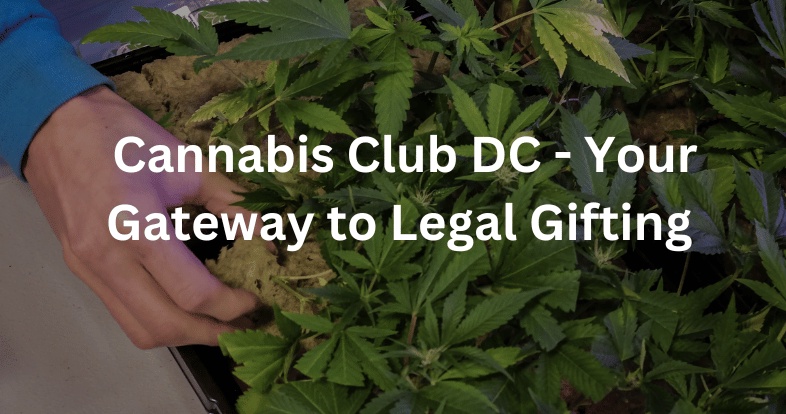 Unlocking the Experience: Cannabis Club DC - Your Gateway to Legal Gifting