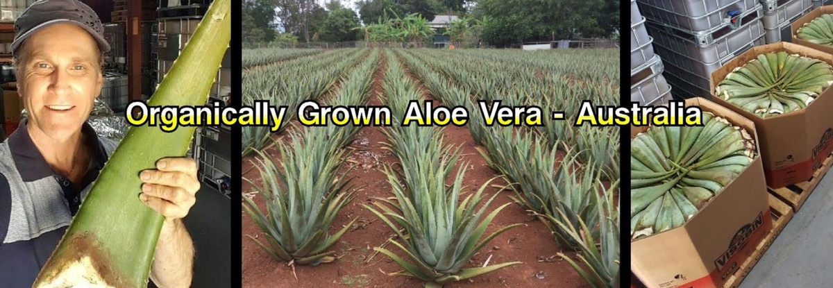 Explore the Uses of Aloe Vera for Dogs