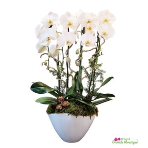 Large Orchid Arrangements: A Symbol of Elegance and Sophistication in Weddings
