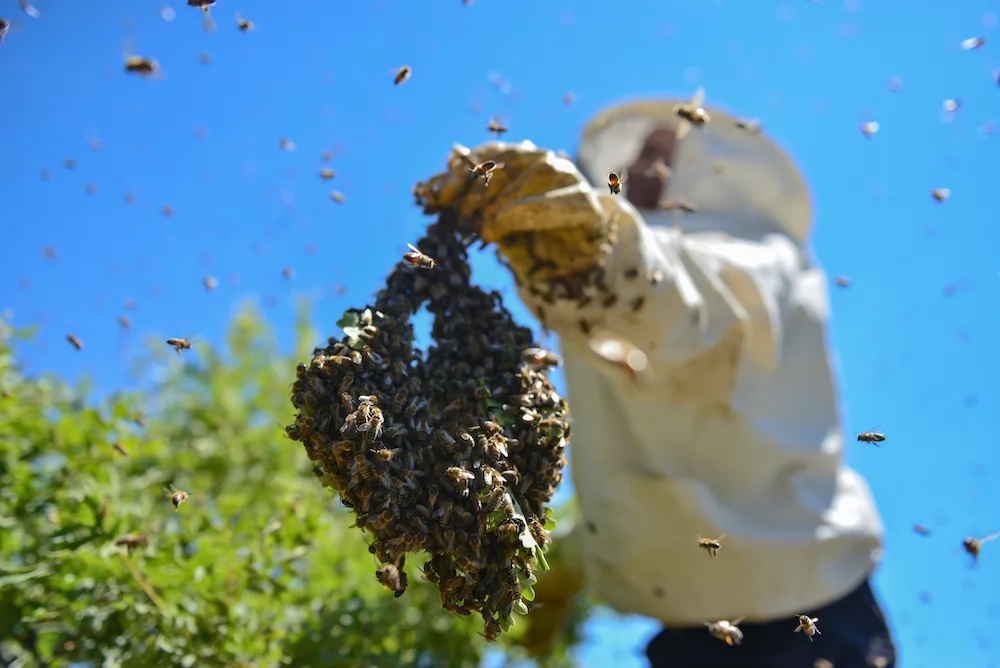 Buzzing Dilemma: Beehive Removal in Dubai
