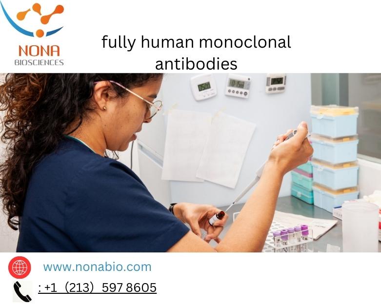 What are fully human monoclonal antibodies, and why are they significant in therapeutic applications