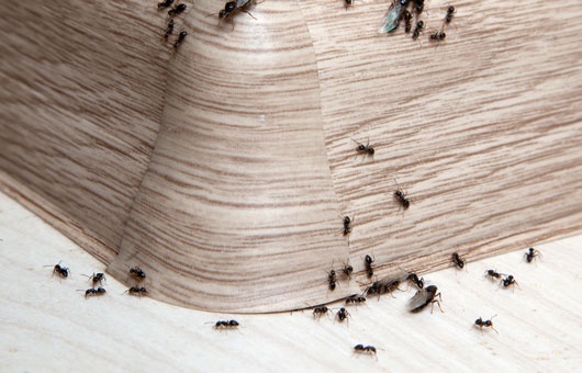 Reliable Solutions Ants Exterminator Services in Darien