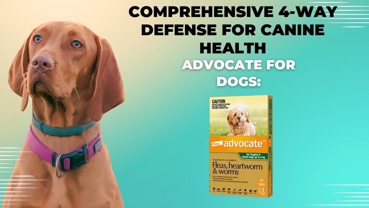 Advocate for Dogs: Comprehensive 4-Way Defense for Canine Health