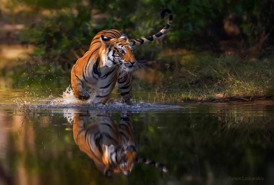 Beyond the Stripes: Wildlife Encounters in India's Tiger Reserves
