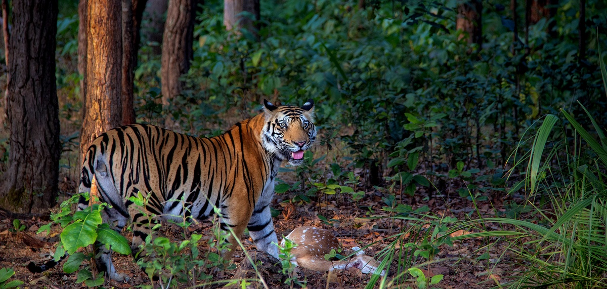 Roar & Capture: The Ultimate Guide to Tiger Safari Tours and Wildlife Photography in India