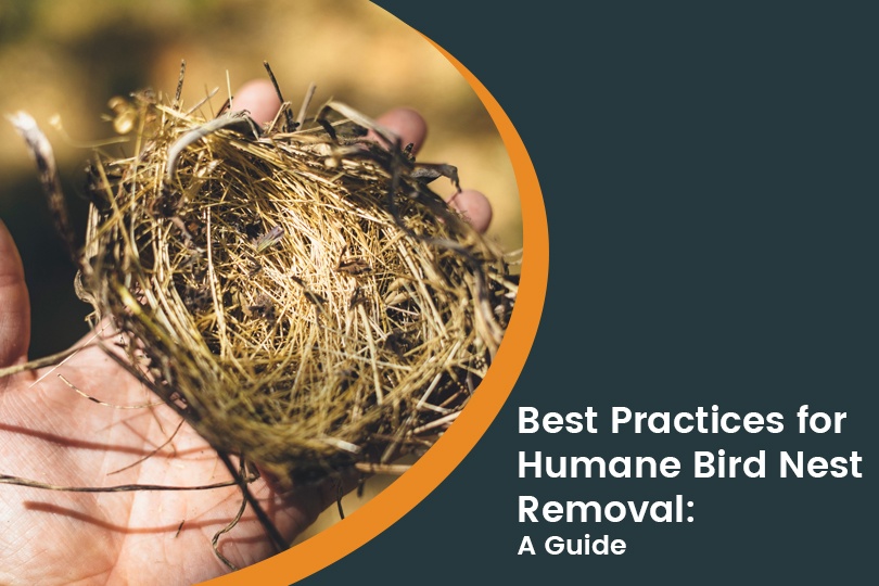 Mastering Bird Nest Removal: Essential Dos and Don'ts for a Safe and Effective Process