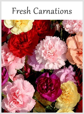 Carnations: A Versatile Flower for Various Occasions