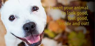 Why Energy Healing Can Be Great For Your Pet’s Recovery And Wellness?