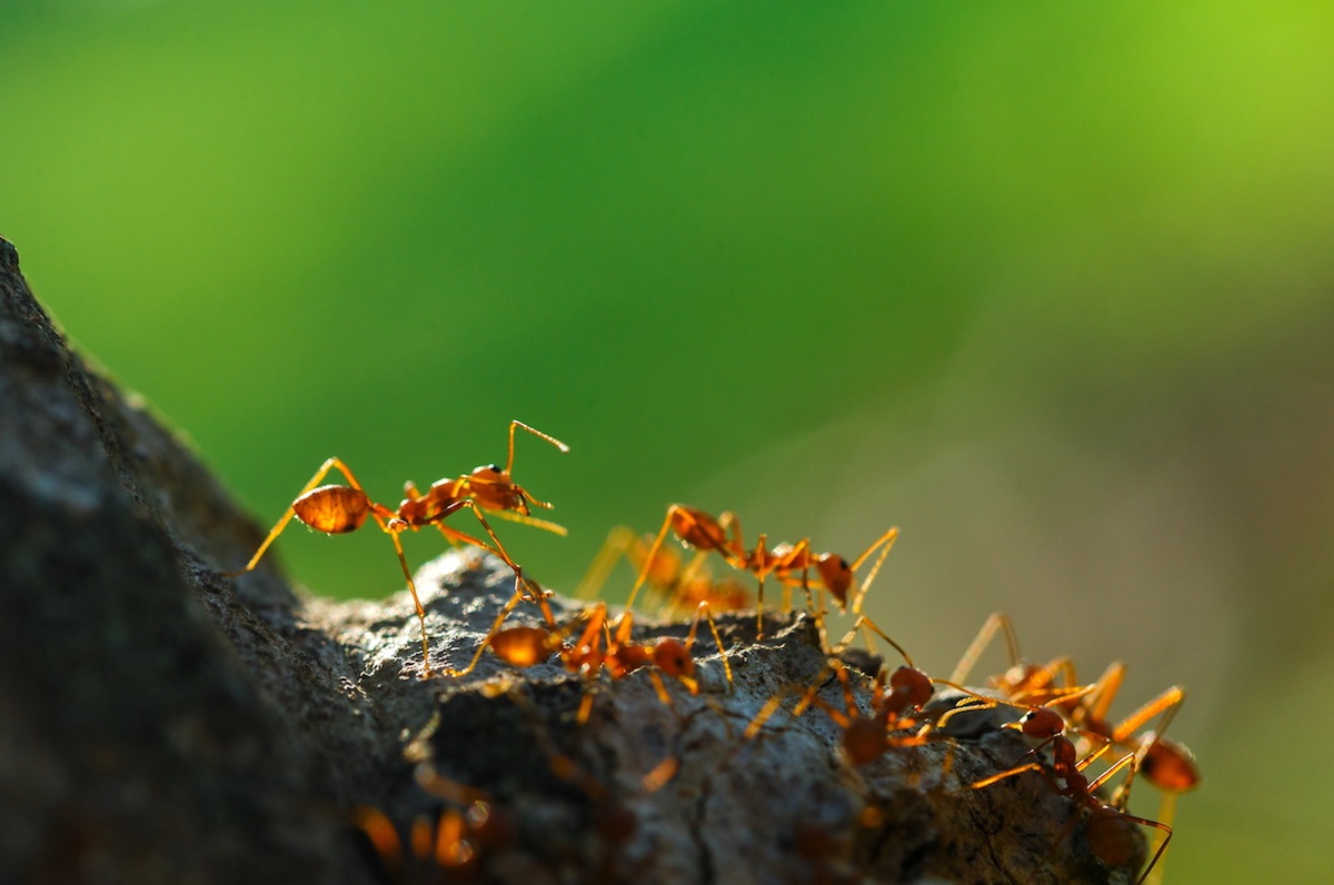 Ants Exterminators In Wilton Swift and Effective Ant Control Services