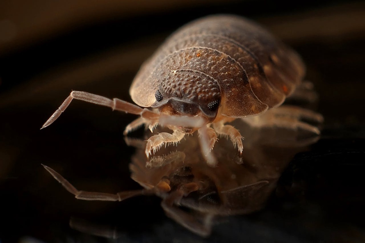 Effective Bed Bug Removal Strategies: A Comprehensive Guide