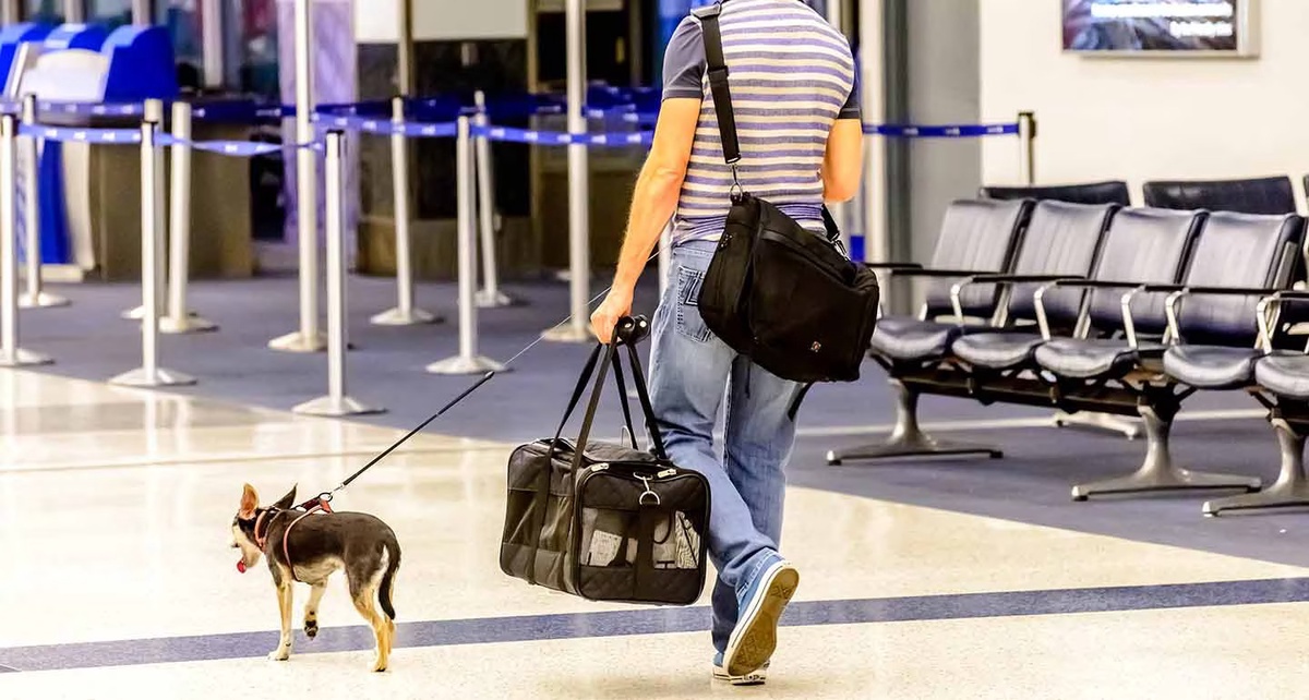 What Is Frontier Airlines Pet Policy