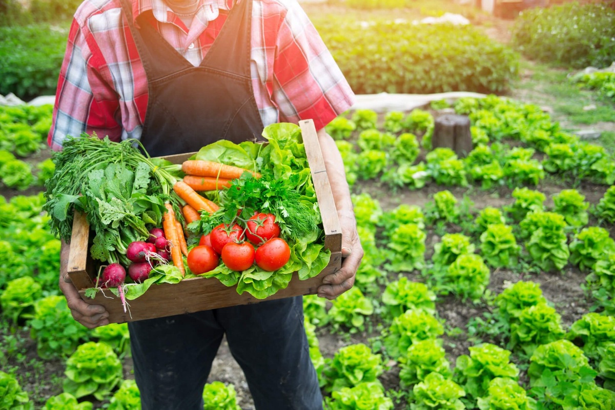 Exploring the Economic Benefits of Organic Farming Certification in India