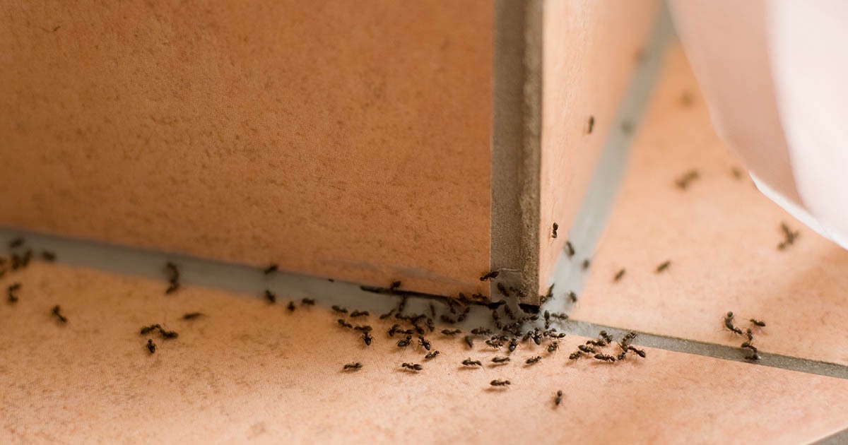 Ants Exterminator In Greenwich Solving Your Infestation Woes