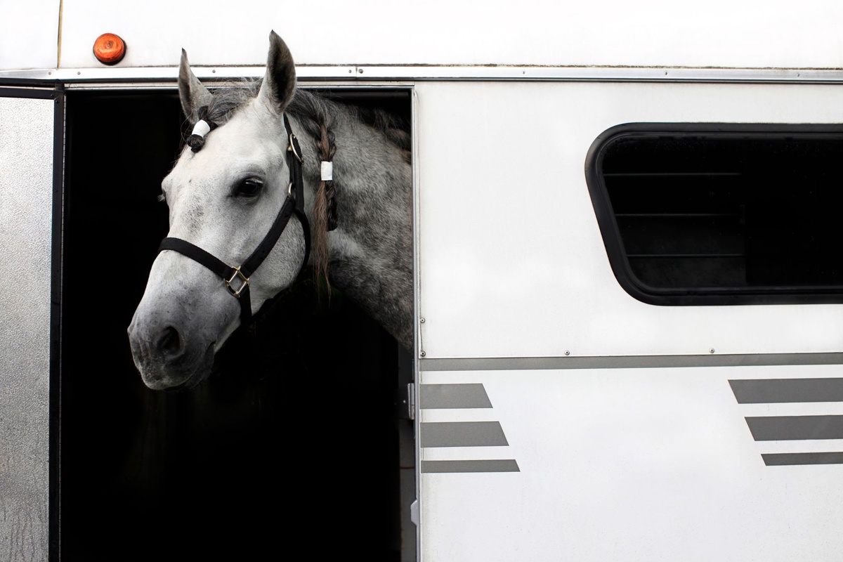 Guide For Horse Transporting in New Holland, Pennsylvania