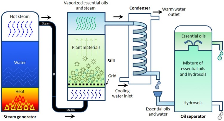 Complete Guide to Essential Oil Distillation Processes
