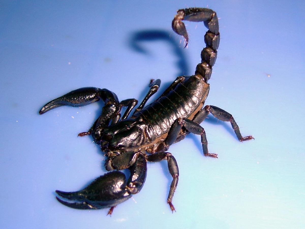 Comprehensive Best Scorpion Control Services for a Pest-Free Environment
