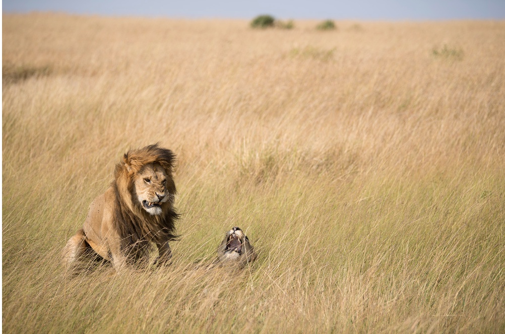 The Enchanting Wildlife Spectacle of Kenya: A Safari Adventure