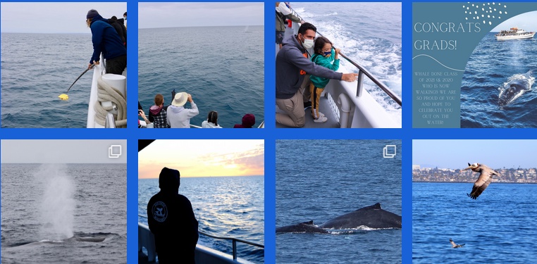 The Majestic Dance of Giants: Whale Watching and Dolphin Tours in California!