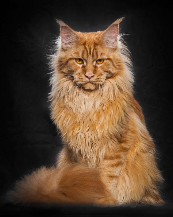 Discover the Charm of Orange Maine Coon Kittens at MasterCoons Cattery