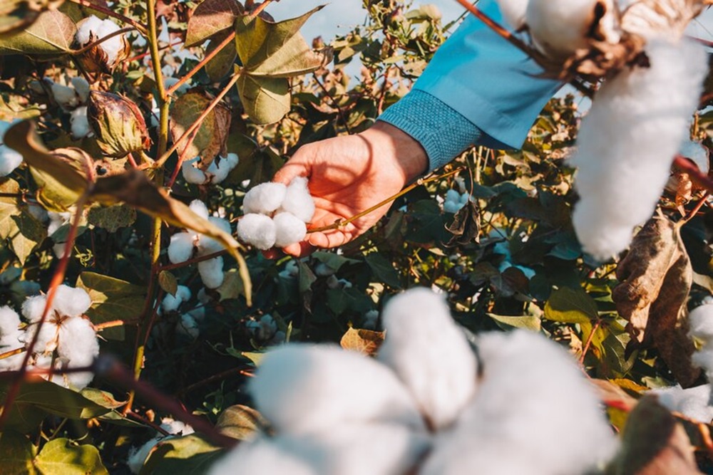 How Will International Demand Affect Cotton Prices in India?