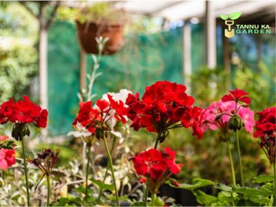 Floral Fantasies: Inspiring Flower Gardening Ideas in Jaipur