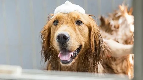 Choosing the Right Dog Shampoo: A Guide to Keeping Your Pup's Coat Clean and Healthy